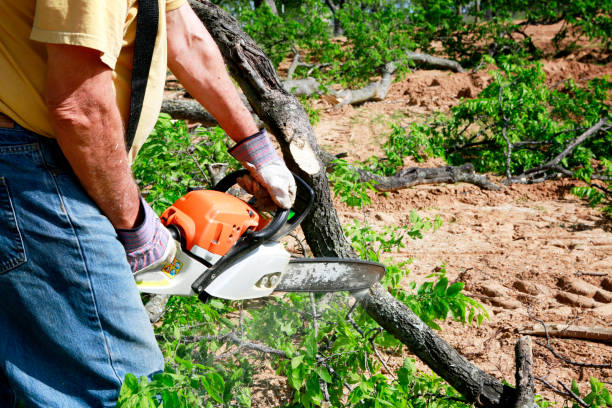 How Our Tree Care Process Works  in Joshua Tree, CA